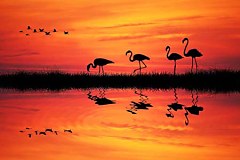 Fototapeta Plameniaky 4088 - samolepiaca na stenu